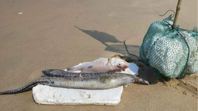 Hình ảnh cá chết người dân ghi lại từ Quảng Bình