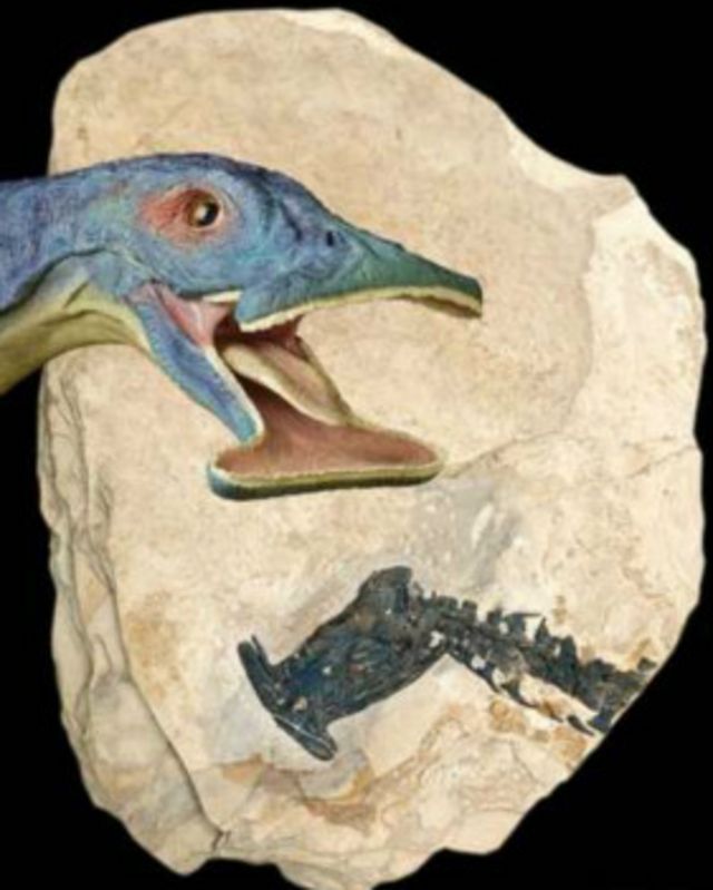 雲南化石揭示新種史前 怪異 爬行動物 c News 中文