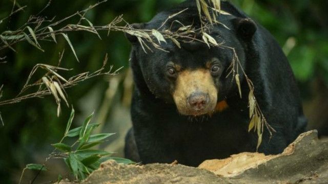 حملة لحماية الحيوانات البرية تجند سائحين عن طريق تطبيقات ذكية Bbc News عربي