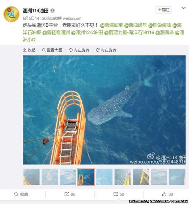 中海油潿洲11-4油田微博上的鯨鯊照片（5/5/2016）