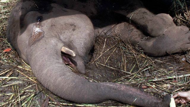 Gajah mati di Bandung, wali kota janji upayakan hukum - BBC News Indonesia
