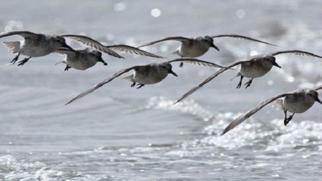 يعيش طائر خطاف البحر في القطب الشمالي اذا كان يطير 21750 ميلا في السنه وعمره 20 سنه فانه يطير طول حياته 435000 ميلا