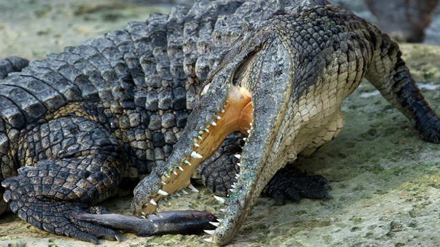 La extraña y peligrosa aparición de cocodrilos del Nilo en los pantanos de  Florida - BBC News Mundo