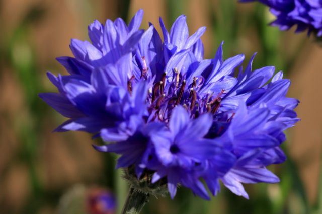 La hermosa flor que fue símbolo de los nazis y que todavía causa  controversia en Austria - BBC News Mundo