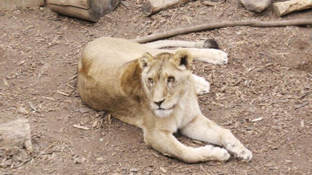La trágica historia del joven que se lanzó a una jaula de leones en Chile y  obligó a que los sacrificaran - BBC News Mundo