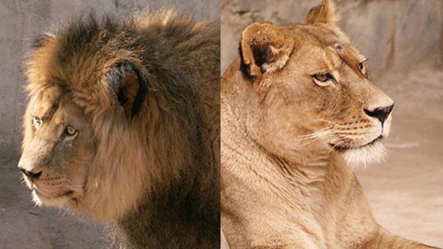 La trágica historia del joven que se lanzó a una jaula de leones en Chile y  obligó a que los sacrificaran - BBC News Mundo