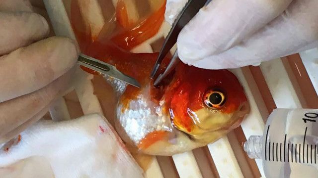 Operasi tumor atas ikan mas koki Nemo berhasil - BBC News Indonesia -
tumor dalam perut kucing