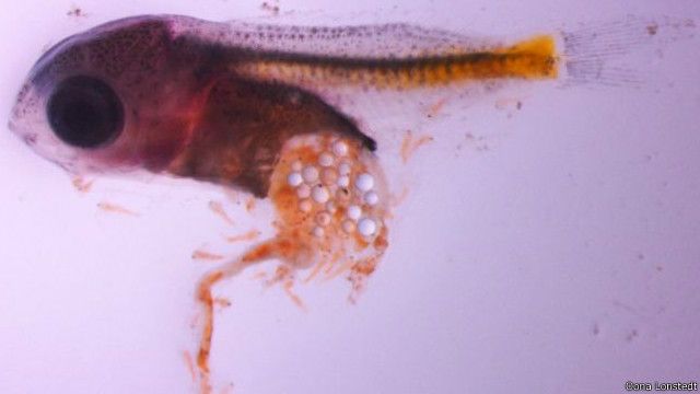研究表明 幼魚像兒童愛吃快餐一樣愛吃塑料 c News 中文