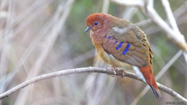 La Inesperada Y Emocionante Reaparicion De Un Pajaro De Ojos Azules 75 Anos Despues Bbc News Mundo