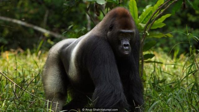 Cảnh khỉ đột đầy nguy hiểm và hấp dẫn bao quanh bạn. Đừng bỏ qua cơ hội để chiêm ngưỡng những hành động hay những pha mạo hiểm khó tin của những chú khỉ đột tại các khu rừng nhiệt đới. Tận hưởng những giây phút cảm xúc mạnh mẽ khi xem những cảnh tuyệt đẹp này.