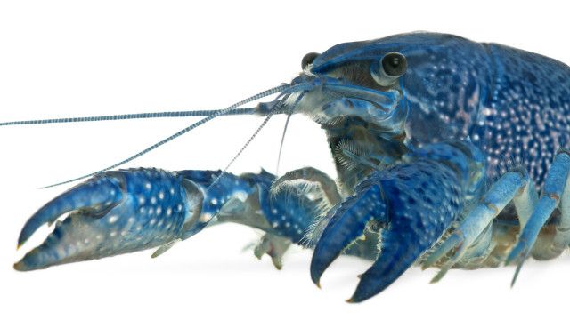 Seberapa Langka Lobster Biru Bbc News Indonesia
