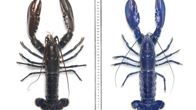 Seberapa Langka Lobster Biru Bbc News Indonesia