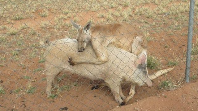 Свиня і кенгуру