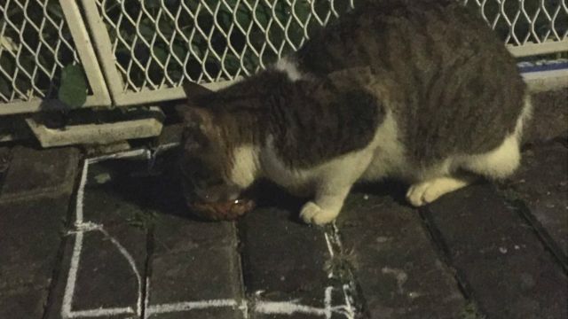 特写 新加坡的 猫只守护者 c News 中文 特写 新加坡的 猫只守护者 c News 中文