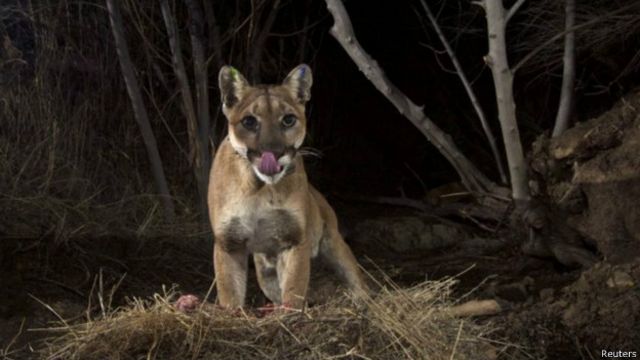 В Колорадо мать вытащила сына из пасти пумы - BBC News Русская служба