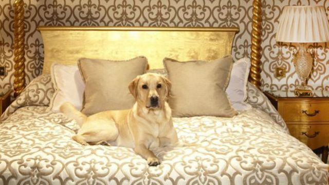 Гостиничные услуги для собак: меню, лимузин и билет в оперу - BBC News  Русская служба