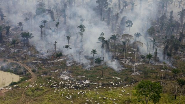 Hutan Amazon rentan terbakar karena ulah manusia - BBC ...