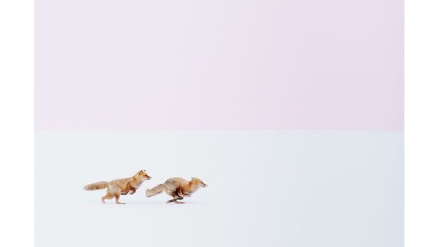 ثعلبان يعدوان على الثلوج  -هيروكي إنوي