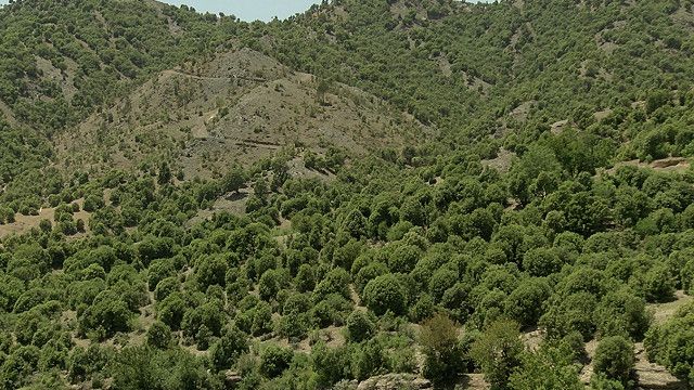 جنگل های خوست در کام سود جویان Bbc News فارسی