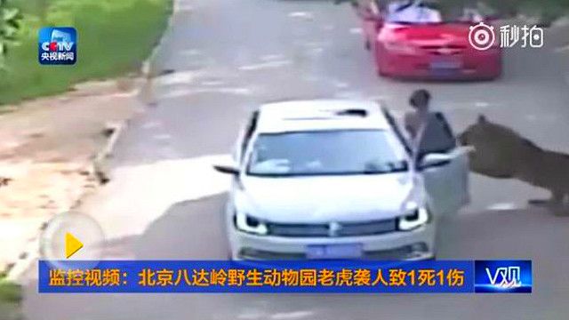 china_beijing_tiger_attack