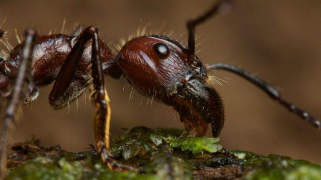 Deskripsi Semut Dalam Bahasa Inggris Belajar