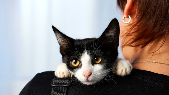 Кот