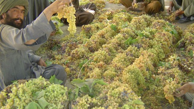 تلاش برای صدور هوایی میوه افغانستان به هند و امارات Bbc News فارسی