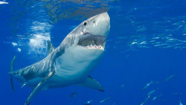 تعرف على الحيوان صاحب أقوى فك مفترس في العالم Bbc News عربي