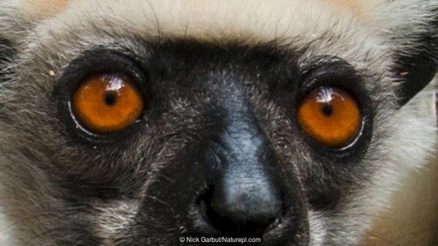 Apakah Anda Dapat Menebak Mata Hewan Dalam Foto Ini Bbc News Indonesia