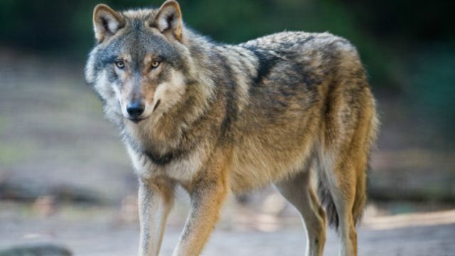 探索北美洲狼的真正起源- BBC 英伦网
