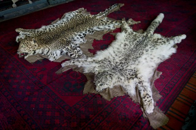 پارک ملی واخان پناهگاه پلنگ برفی افغانستان Bbc News فارسی