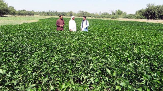کشت بی سابقه سویا در افغانستان Bbc News فارسی