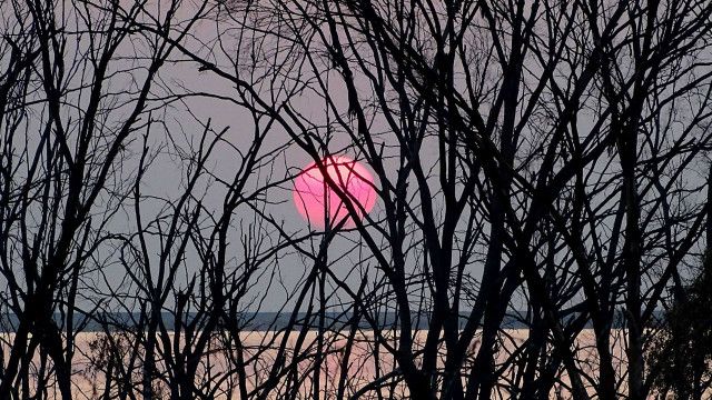 Світанок у Африці, ПАР