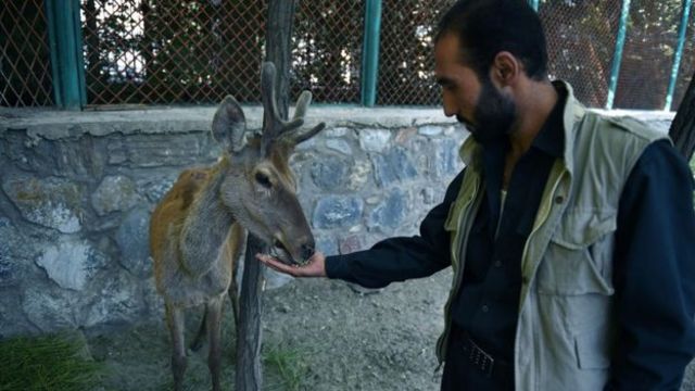 آهوی نایاب افغانستان که از جنگ جان سالم به در برده است Bbc News فارسی