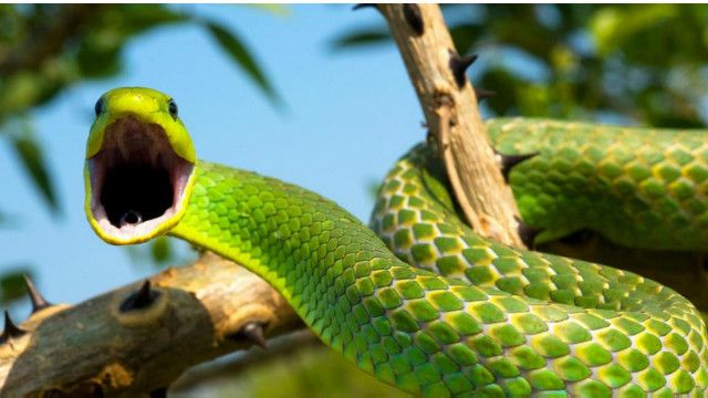 Rahasia di balik kecepatan super ular BBC News Indonesia