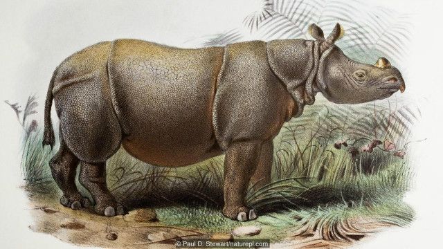 Xem hơn 100 ảnh về hình vẽ tê giác  daotaonec