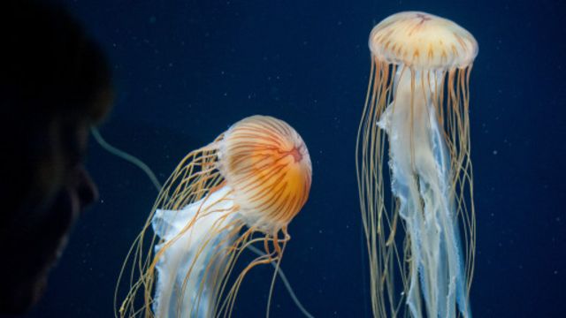 水母正在大举占领海洋吗 Bbc 英伦网