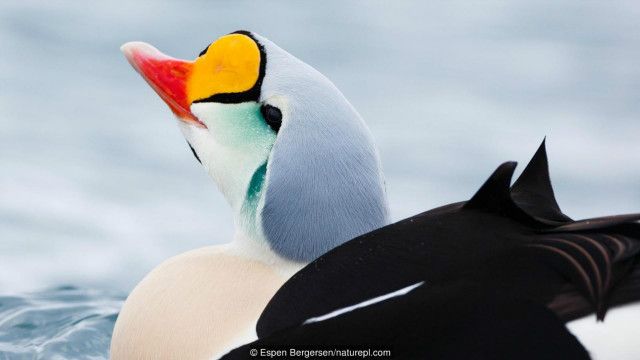 Bisakah Anda Tebak Mana Burung Peliharaan Dan Mana Burung Liar Bbc News Indonesia