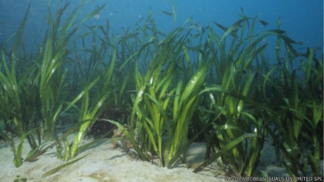 علماء يدعون لحماية مروج النباتات البحرية رئات البحر Bbc News عربي