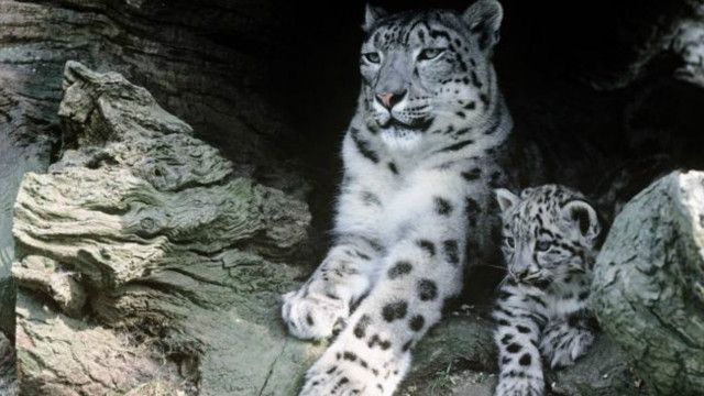 Jumlah Macan Tutul Salju Turun Karena Balas Dendam Bbc News Indonesia
