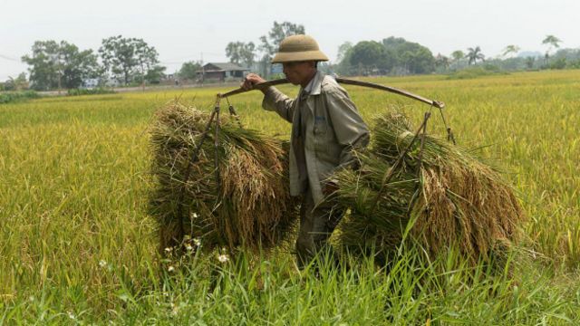 全球素食主义对发展中国家的农民影响最严重。（图片来源：Getty Images）