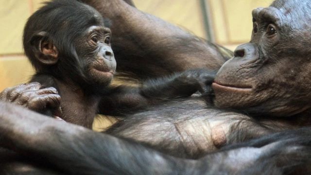 குரங்கு