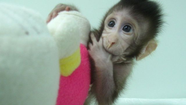 Zhong Zhong, uno de los primeros macacos clonados en 2018.