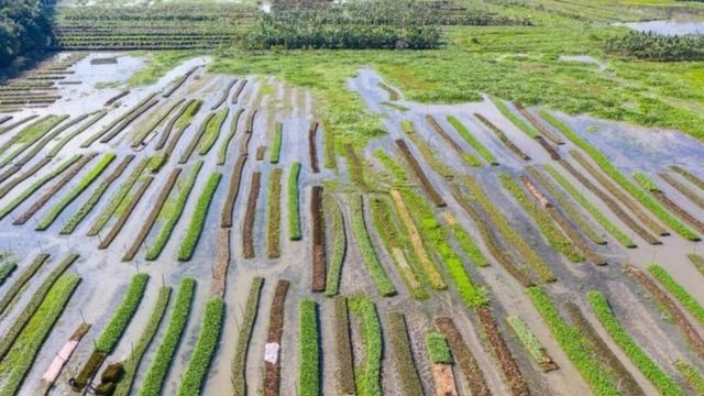 Bustani inayoelea katika Bangladesh