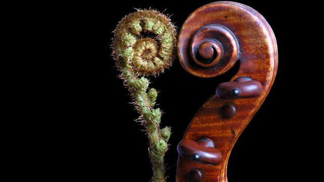 Plant and violin