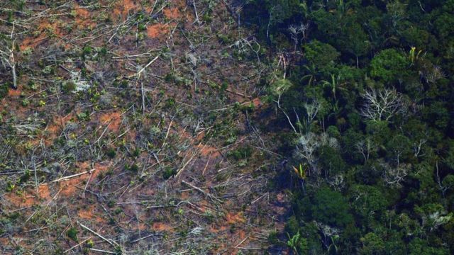 Tala de árboles en Amazonas