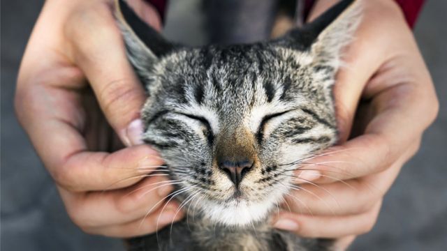 Почему нам кажется, что кошки недружелюбны и высокомерны - BBC News Русская  служба