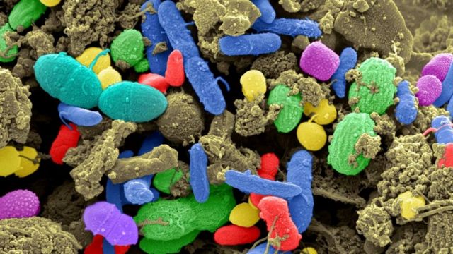 Здоровый и богатый клетчаткой рацион очень важен для поддержания разнообразия полезных бактерий в кишечнике