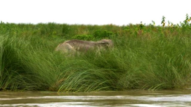 ඉන්දීය ඇතින්න බංග්ලාදේශ් භූමියේ