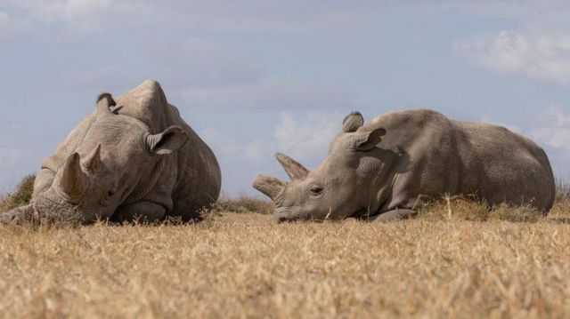 Imagen de Najin y Fatu, las últimas rinocerontes blancos del norte en el mundo